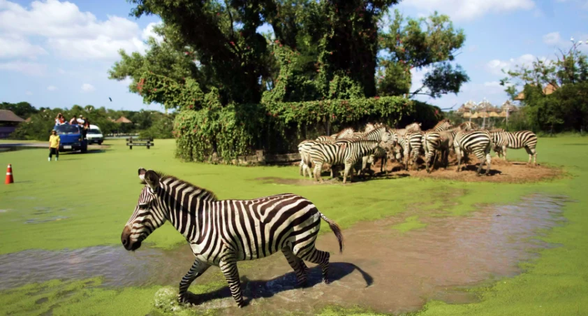 Safari World и Марина парк в Бангкоке