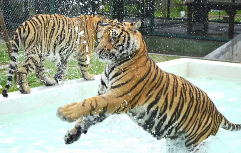 Тигровый зоопарк на Пхукете